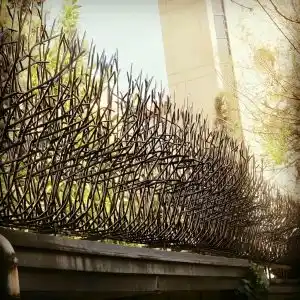 حفاظ بوته ای تراکم 88 در کرمان