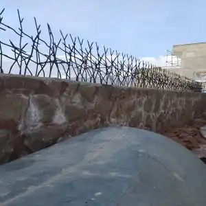 حفاظ شاخ گوزنی تراکم 34 در کرمان