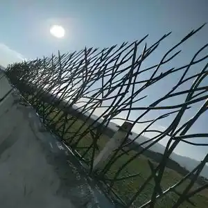 حفاظ شاخ گوزنی در کرمان