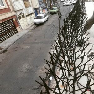 حفاظ بوته ای تراکم 67 در کرمان