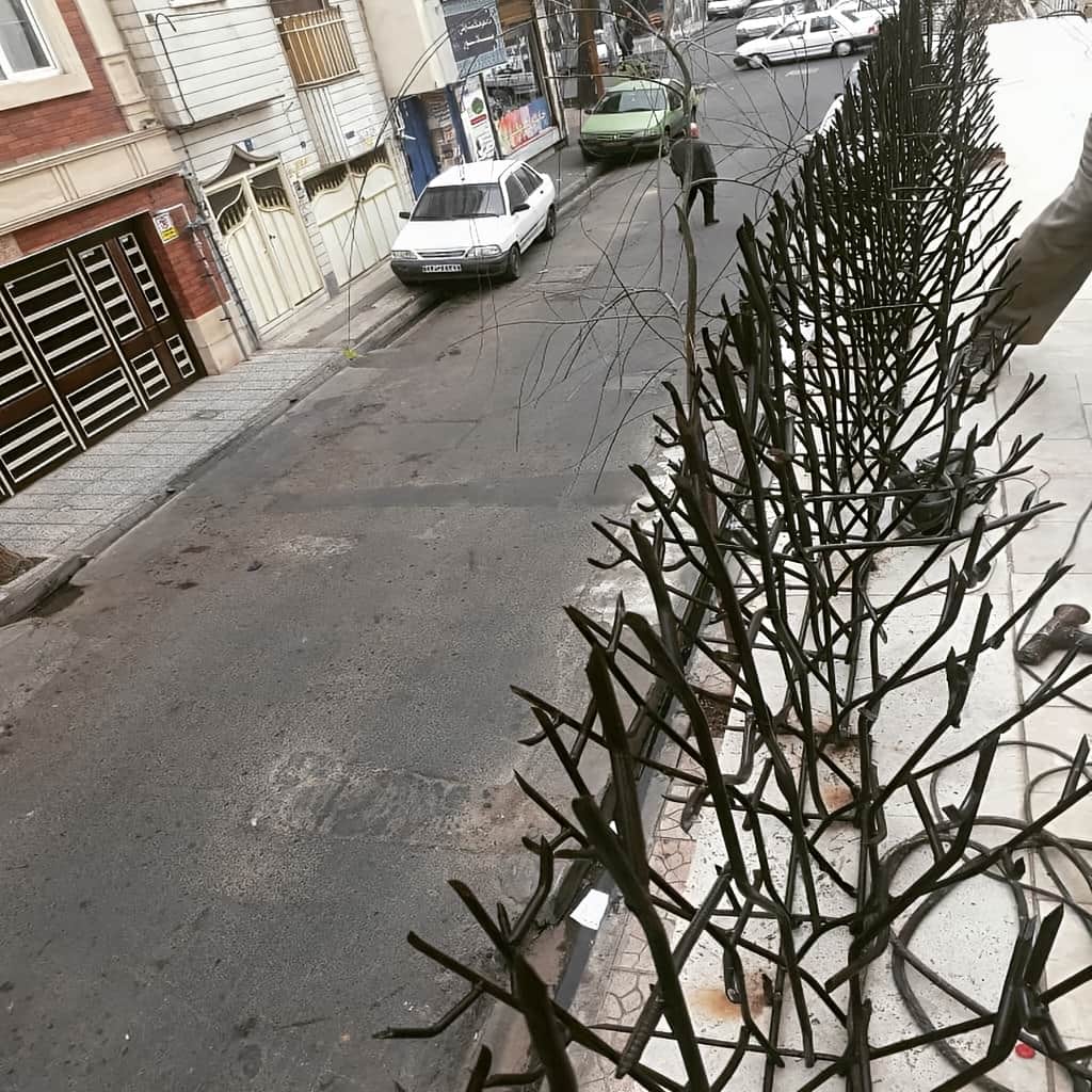 حفاظ بوته ای تراکم 67 در کرمان
