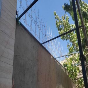 حفاظ شاخ گوزنی تراکم 22 اقتصادی در کرمان