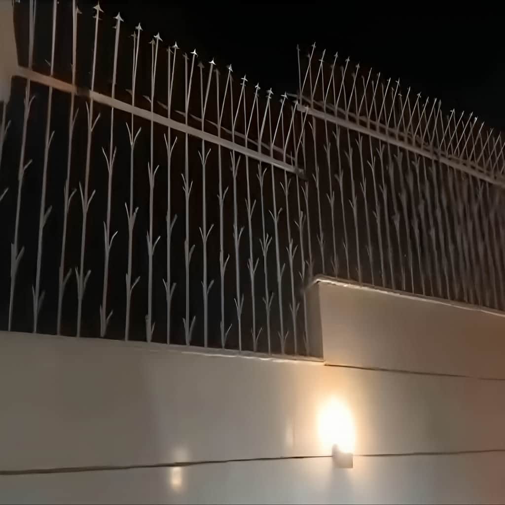 حفاظ شمشادی – 2 مشخصات حفاظ شمشادی در کرمان