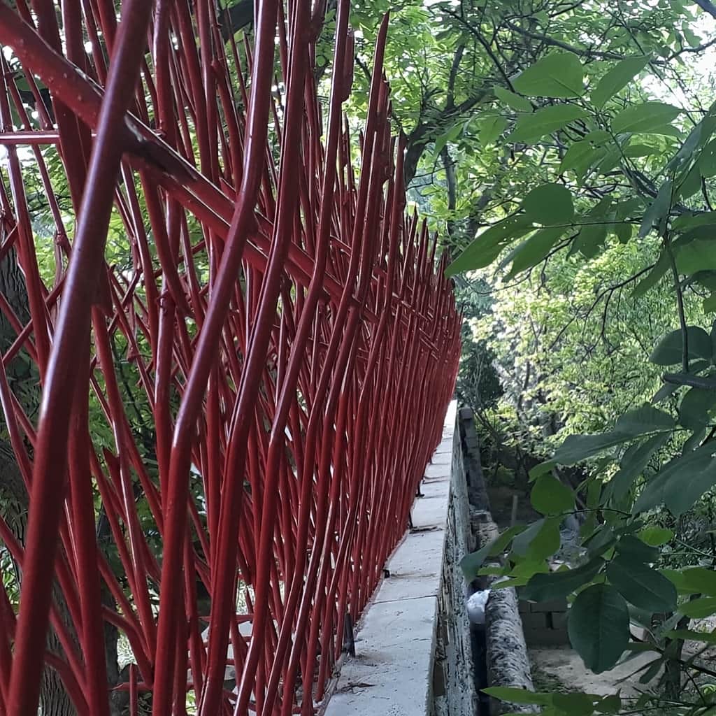 خرید حفاظ بوته ای دیوار با شاخه‌های متراکم و منظم در کرمان